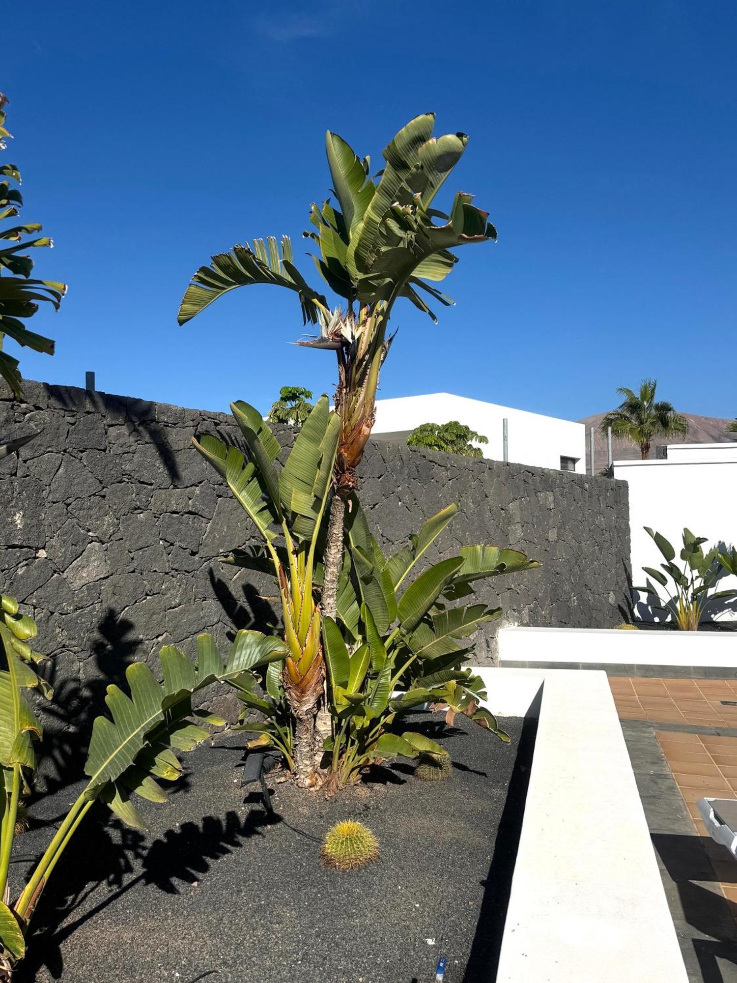 Villa Dedalos - A Luxury Large Villa With A Heated Pool In Puerto Calero Buitenkant foto